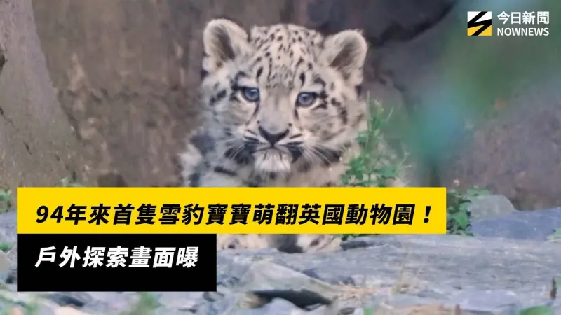 94年來首隻雪豹寶寶萌翻英國動物園！戶外探索畫面曝
