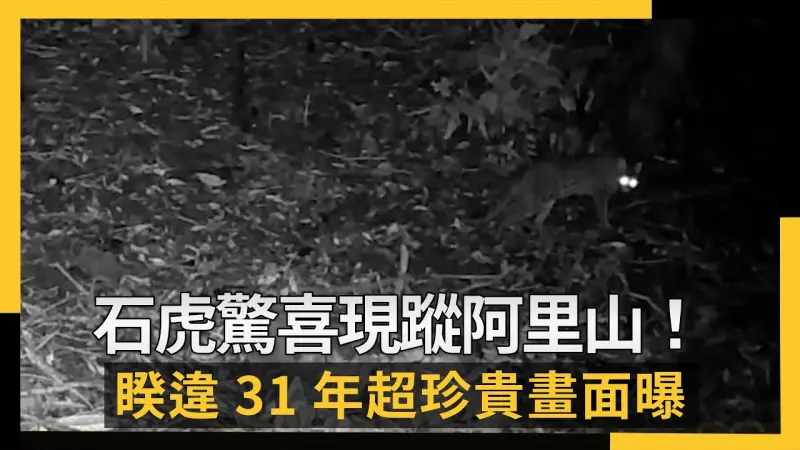 睽違31年！瀕危石虎驚喜現蹤阿里山里佳部落，紅外線相機拍下超珍貴畫面