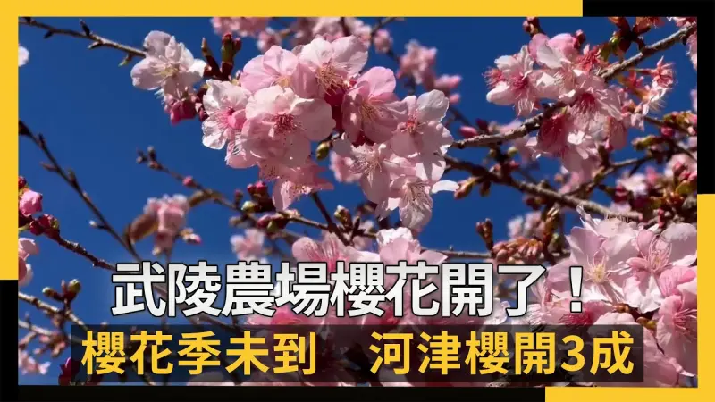 武陵農場櫻花開了！櫻花季未到　河津櫻開3成