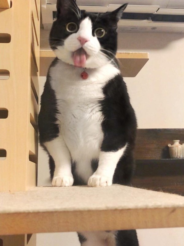 日本呆萌黑白貓體型超巨大網友驚：比橘貓還猛！