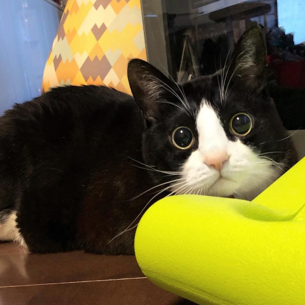 日本呆萌黑白貓體型超巨大網友驚：比橘貓還猛！