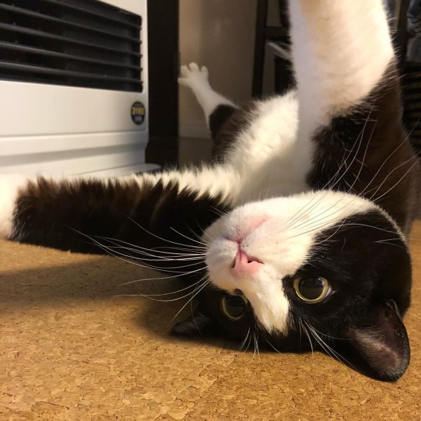 日本呆萌黑白貓體型超巨大網友驚：比橘貓還猛！