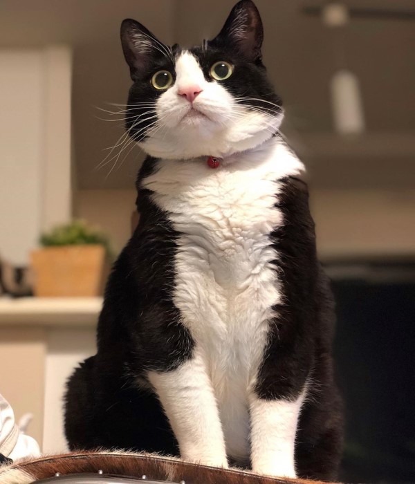 日本呆萌黑白貓體型超巨大網友驚：比橘貓還猛！