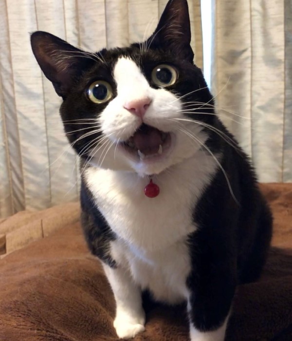 日本呆萌黑白貓體型超巨大網友驚：比橘貓還猛！