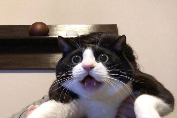 日本呆萌黑白貓體型超巨大網友驚：比橘貓還猛！