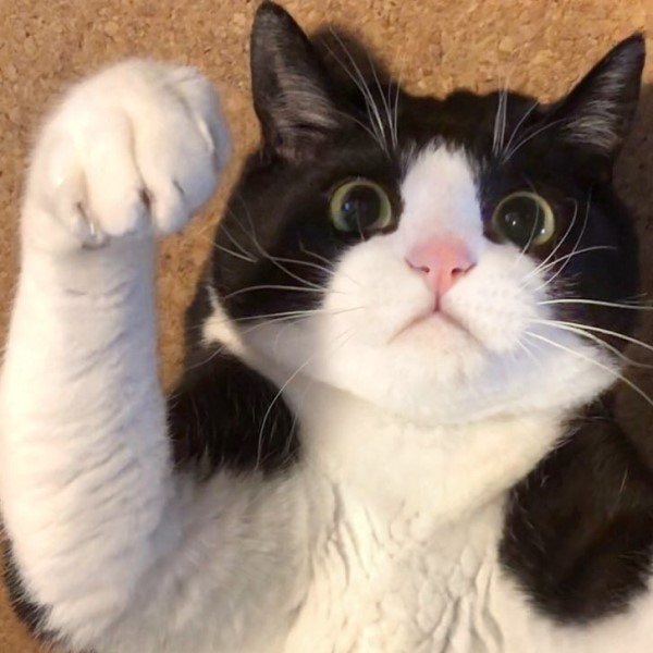 日本呆萌黑白貓體型超巨大網友驚：比橘貓還猛！