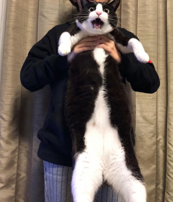 日本呆萌黑白貓體型超巨大網友驚：比橘貓還猛！