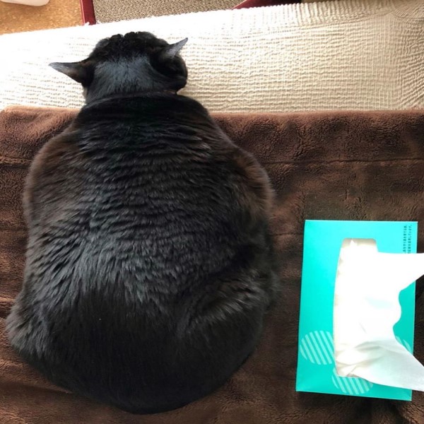 日本呆萌黑白貓體型超巨大網友驚：比橘貓還猛！