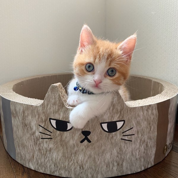 小萌貓喜歡仰躺露肚睡搞搞網笑：粉嫩肉球太犯規！