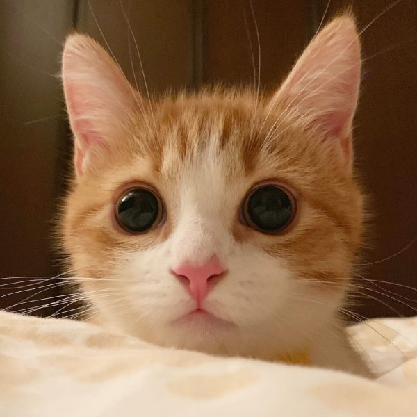 小萌貓喜歡仰躺露肚睡搞搞網笑：粉嫩肉球太犯規！