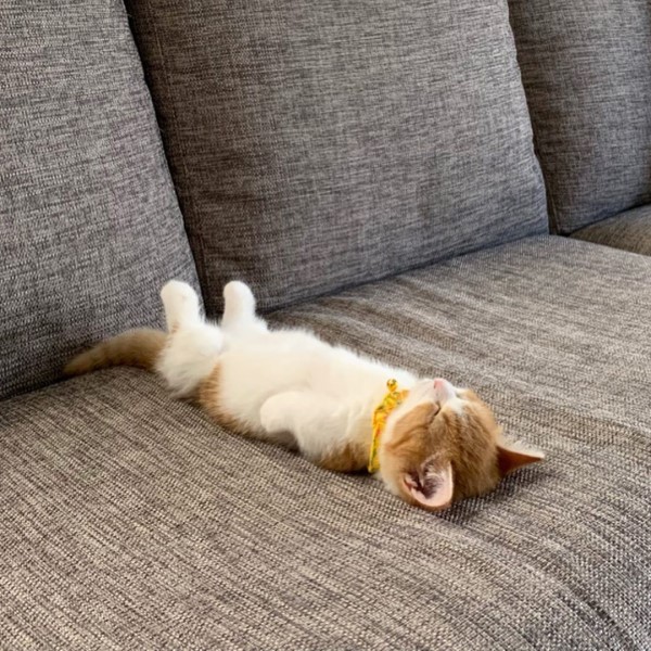 小萌貓喜歡仰躺露肚睡搞搞網笑：粉嫩肉球太犯規！