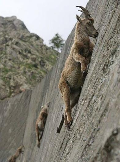 ▲峭壁上的山羊。（圖／翻攝自爆廢公社）
