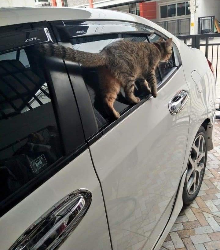 ▲網友分享的這張「貓在邊緣」的照片，讓人不禁大嘆很難搞懂喵皇的想法。（圖／翻攝自爆廢公社）