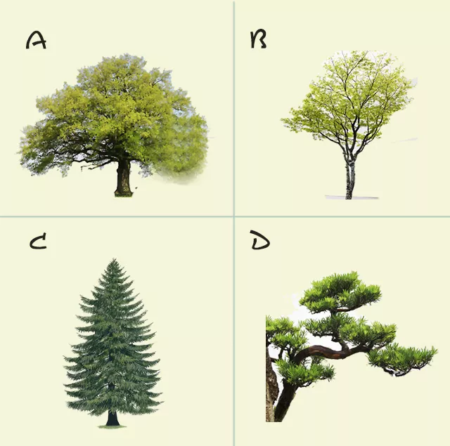 ▲憑直覺選出你最喜歡哪一棵樹？一秒解析你的性格缺陷。（圖／翻攝自《蓋婭星球》）