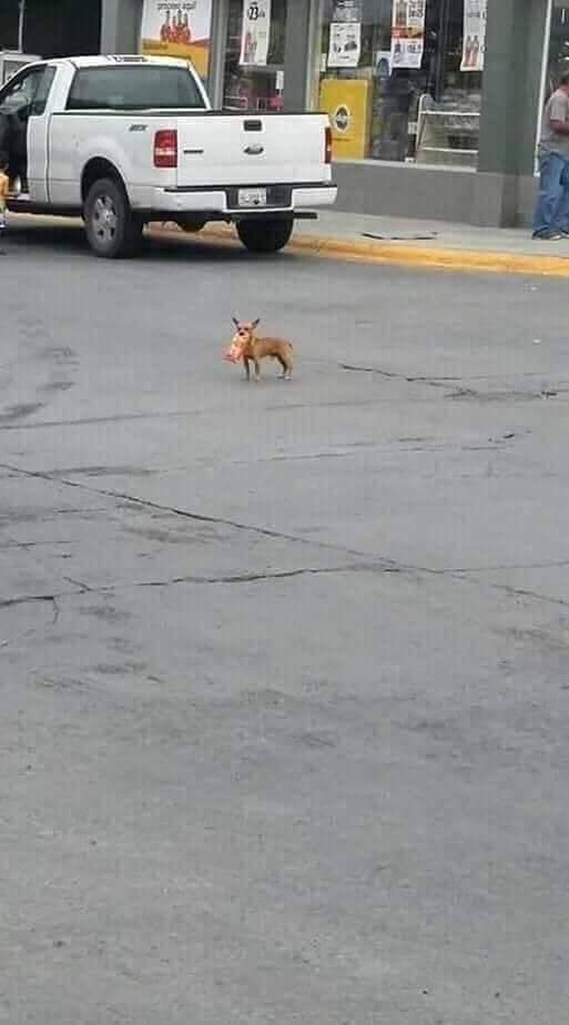 ▲墨西哥男子派出自家吉娃娃去超商買薯片，趣味模樣萌翻網友。（圖／翻攝自 Antonio Munoz 的臉書）